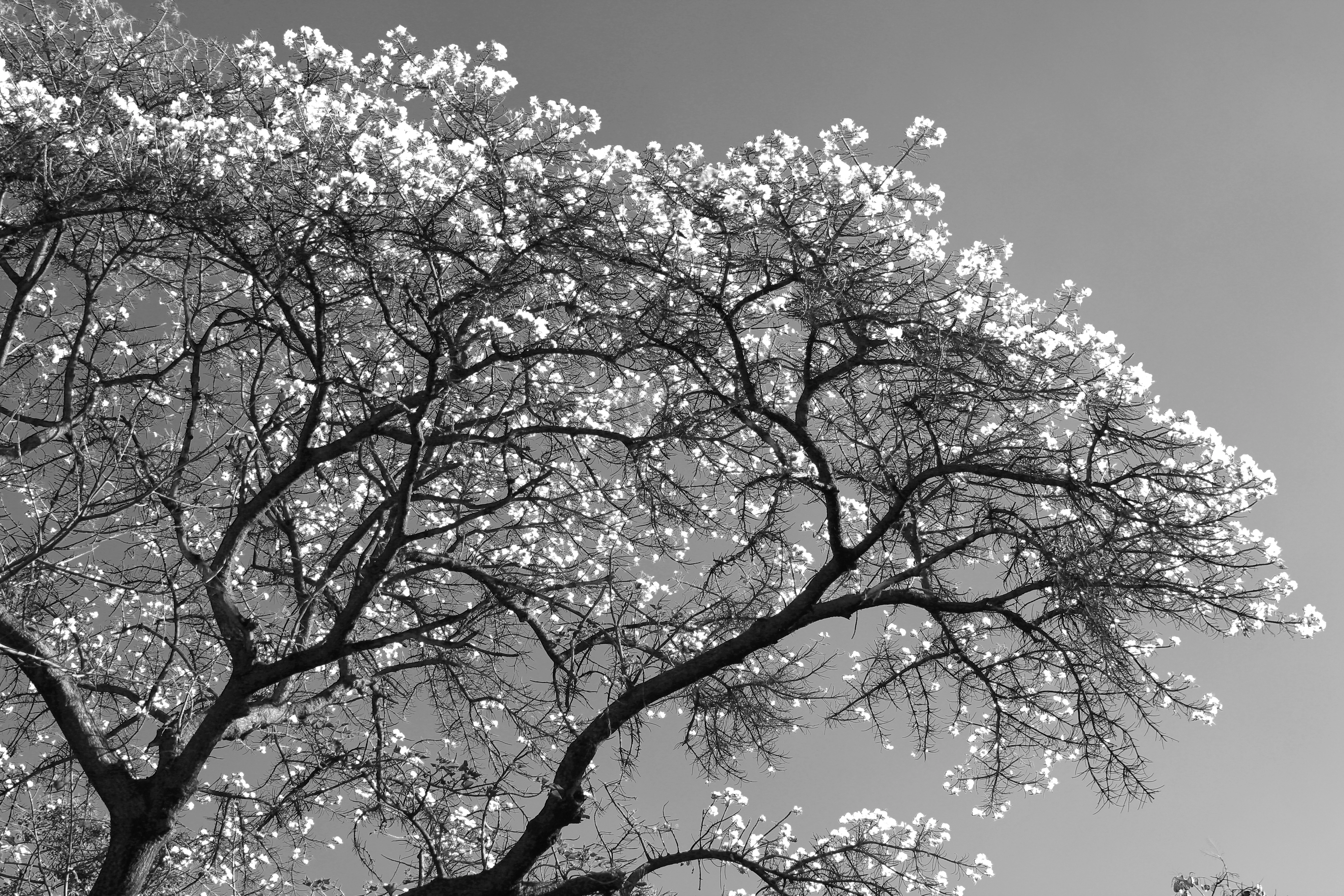 Photographies arbres noir et blanc bolivie