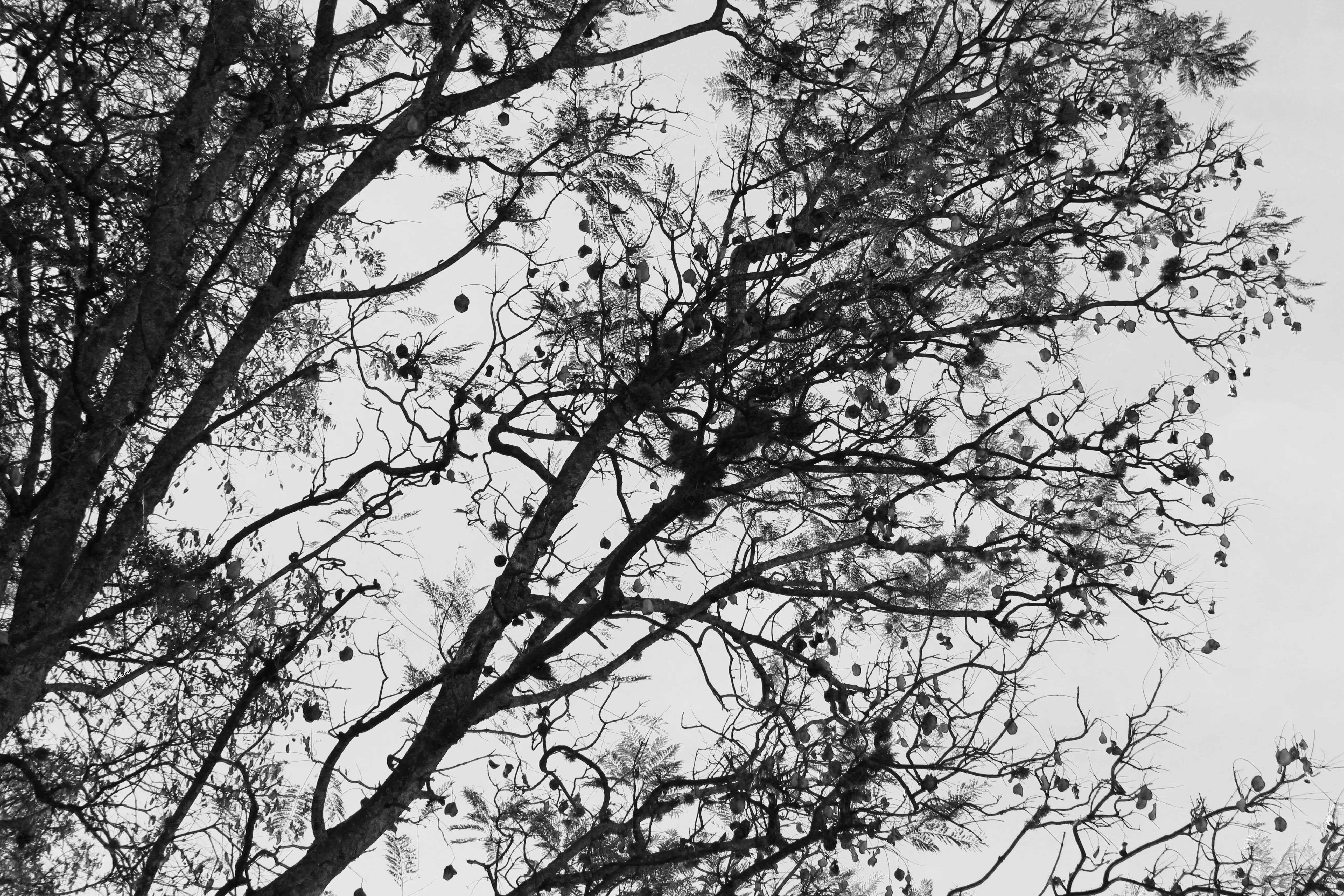 Photographies arbres noir et blanc bolivie