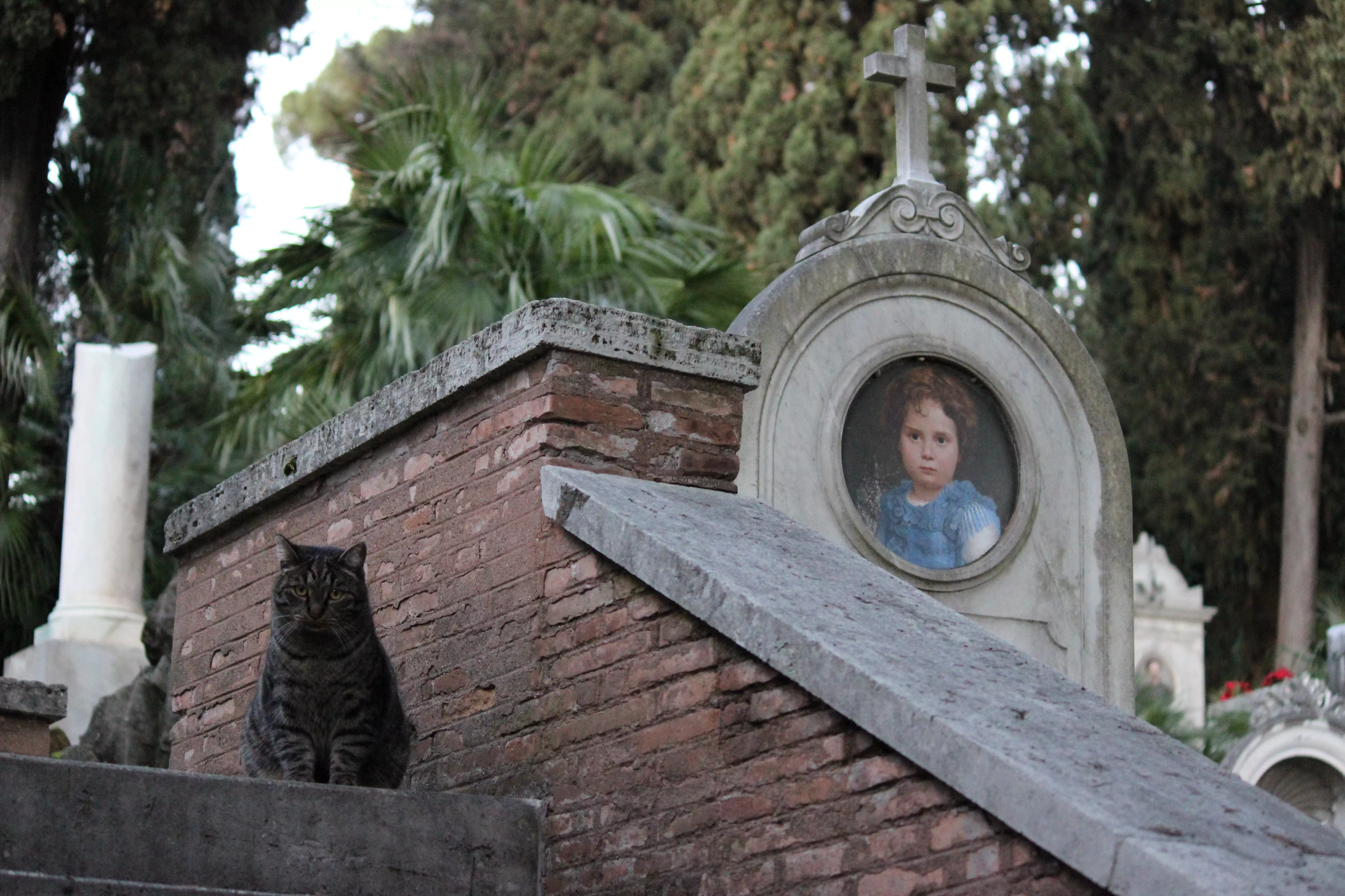 photographies d'Italie chat dans le cimetière Verano de Rome