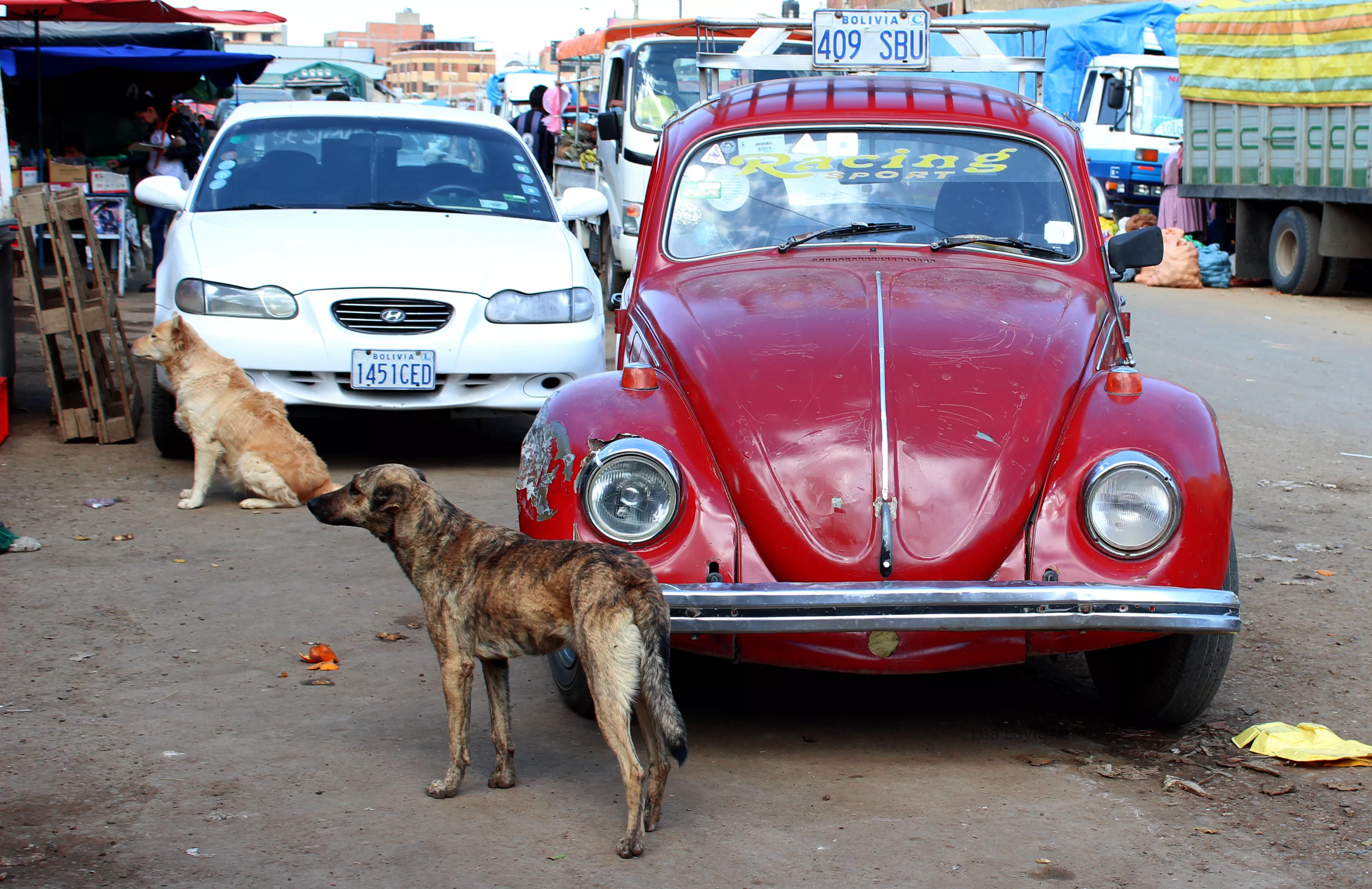photographies de bolivie chiens errants au marché cochabamba