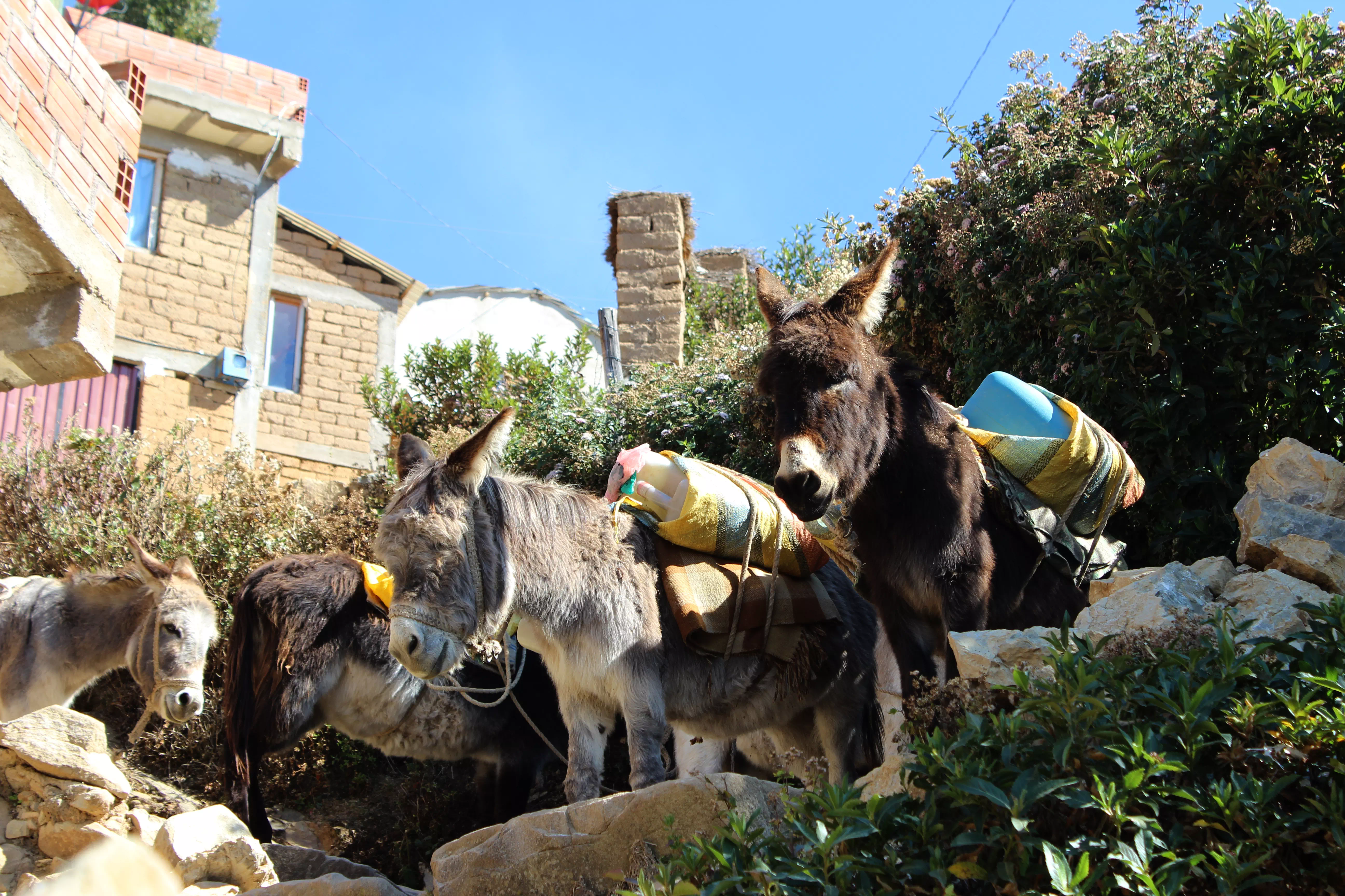 photographies de bolivie Des ânes transportent des bidons d'eau potable à la Isla del Sol, sur le lac Titicaca. En effet, ils sont des moyens de transport essentiels sur l'île.