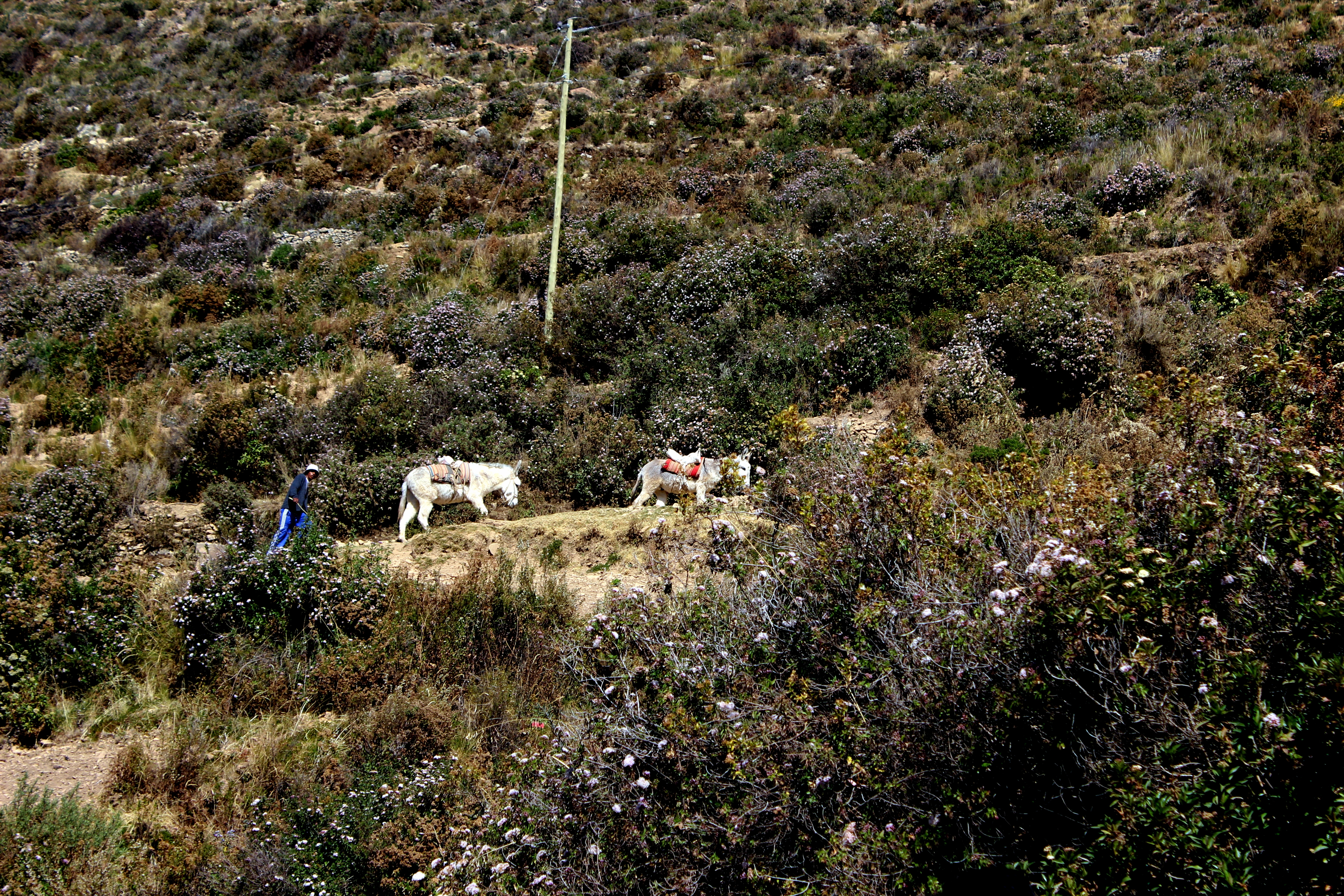 Photographies de Bolivie Un paysan et ses ânes, Isla del Sol Bolivie
